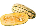 Bush Delicata