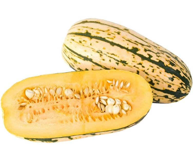 Bush Delicata